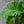 Load image into Gallery viewer, Low Rider Elephant Ear