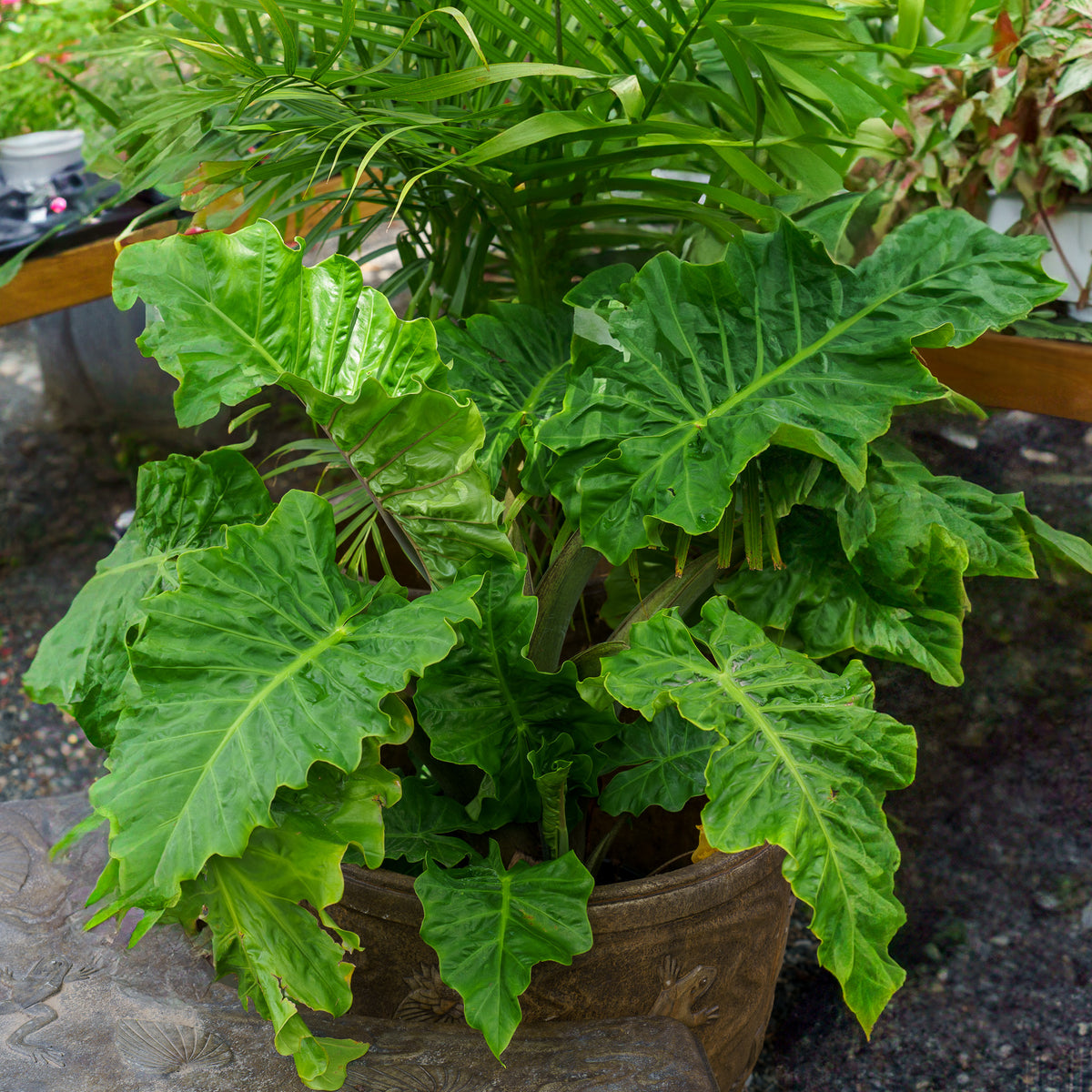 elephant ear plant low light Low Rider Elephant Ear – Plant Detectives
