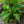 Load image into Gallery viewer, Low Rider Elephant Ear