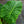 Load image into Gallery viewer, Low Rider Elephant Ear