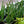 Load image into Gallery viewer, Aloe Vera