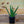 Load image into Gallery viewer, Aloe Vera - Succulents - Houseplants