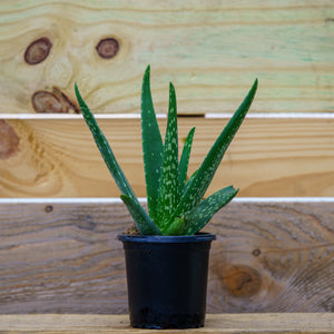 Aloe Vera