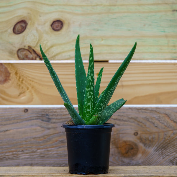 Aloe Vera - Succulents - Houseplants