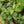 Load image into Gallery viewer, Assorted Pilea Varieties