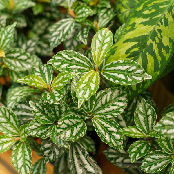 Assorted Pilea Varieties