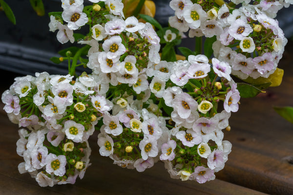 Sweet Alyssum