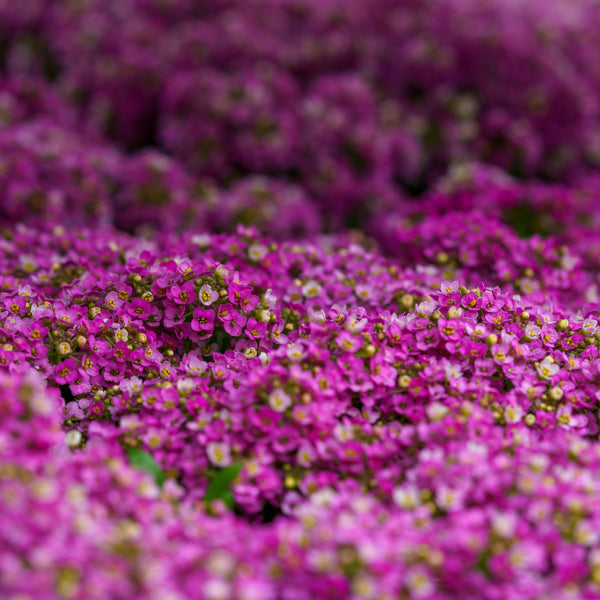Sweet Alyssum