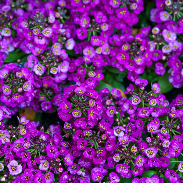 Sweet Alyssum