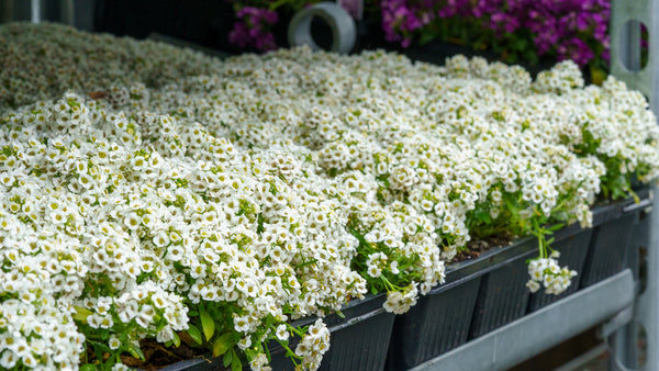 Sweet Alyssum