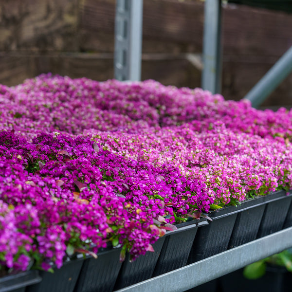 Sweet Alyssum