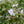 Load image into Gallery viewer, Amazing Grace Creeping Phlox