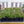Load image into Gallery viewer, Amazing Grace Creeping Phlox