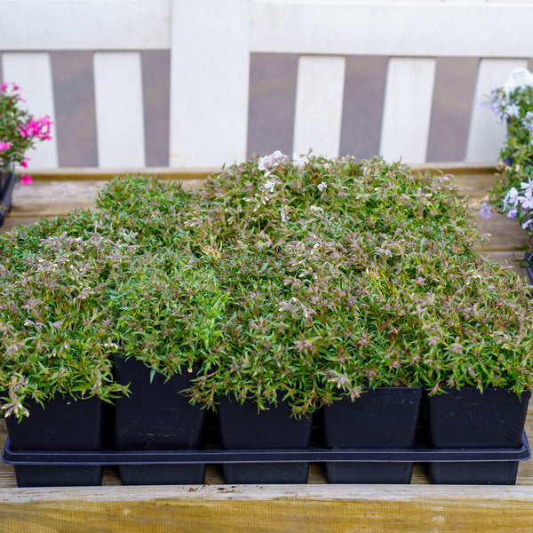 Amazing Grace Creeping Phlox