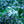 Load image into Gallery viewer, Amazing Grace Creeping Phlox