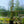 Load image into Gallery viewer, Amazon Jungle Vine