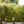 Load image into Gallery viewer, Amazon Mist Sedge