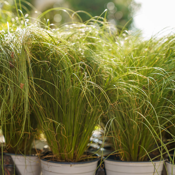 Amazon Mist Sedge