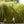 Load image into Gallery viewer, Amazon Mist Sedge