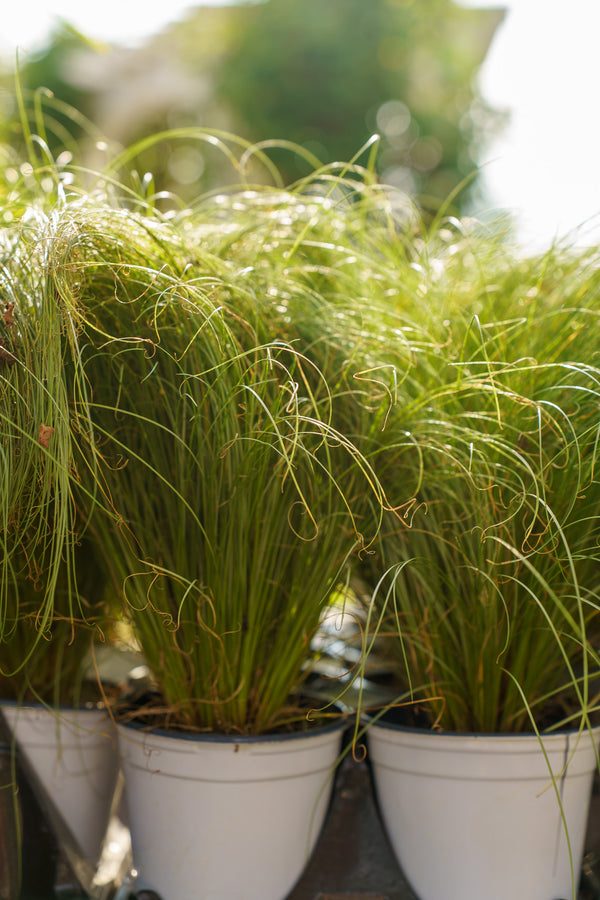 Amazon Mist Sedge