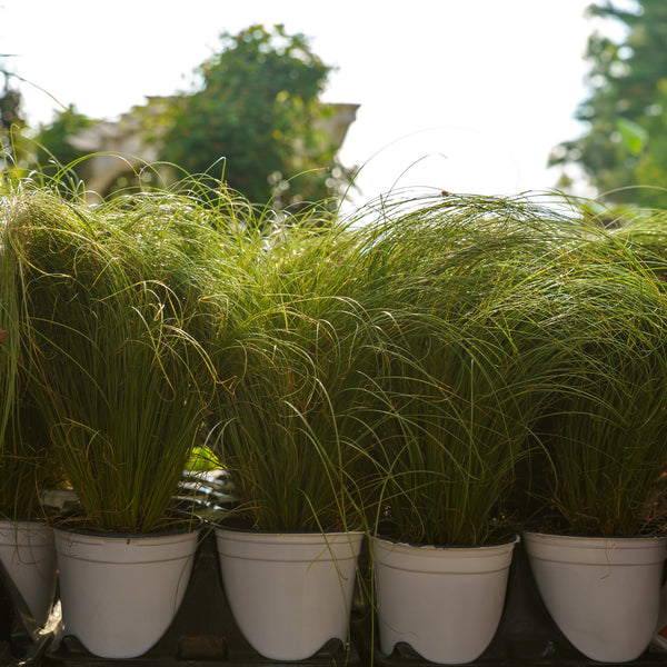 Amazon Mist Sedge
