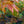 Load image into Gallery viewer, Amber Ghost Japanese Maple