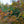 Load image into Gallery viewer, Amber Ghost Japanese Maple