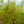 Load image into Gallery viewer, Amber Glow Dawn Redwood - Redwood - Conifers