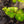Load image into Gallery viewer, Amber Glow Dawn Redwood - Redwood - Conifers