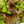 Load image into Gallery viewer, Amber Glow Dawn Redwood - Redwood - Conifers