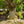 Load image into Gallery viewer, Amber Glow Dawn Redwood