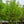 Load image into Gallery viewer, Amber Glow Dawn Redwood