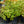 Load image into Gallery viewer, Amber Queen Barrenwort