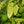Load image into Gallery viewer, Amber Queen Barrenwort