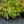 Load image into Gallery viewer, Amber Queen Barrenwort