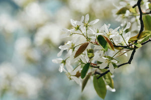 Serviceberry blossom
