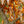 Load image into Gallery viewer, American Beech - Beech - Shade Trees