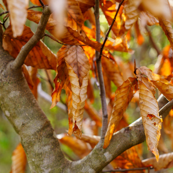 American Beech - Beech - Shade Trees