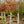 Load image into Gallery viewer, American Beech - Beech - Shade Trees
