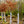Load image into Gallery viewer, American Beech - Beech - Shade Trees