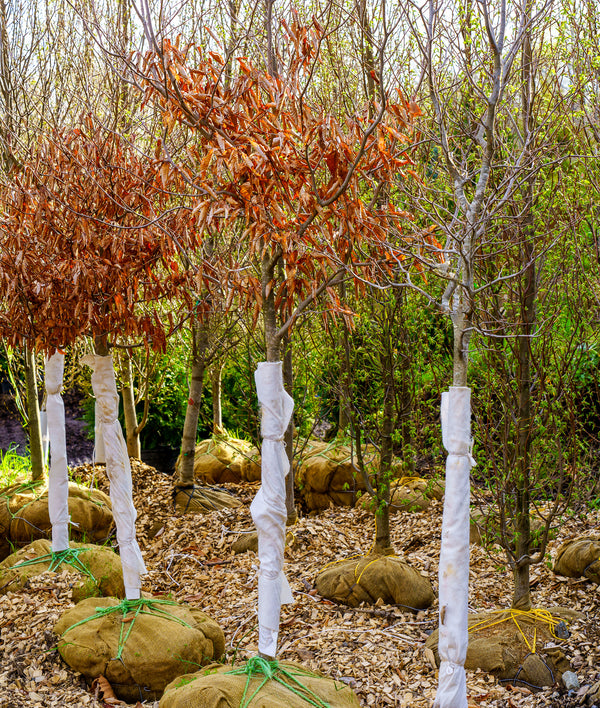 American Beech - Beech - Shade Trees