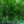 Load image into Gallery viewer, American Beech - Beech - Shade Trees