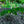 Load image into Gallery viewer, American Beech - Beech - Shade Trees