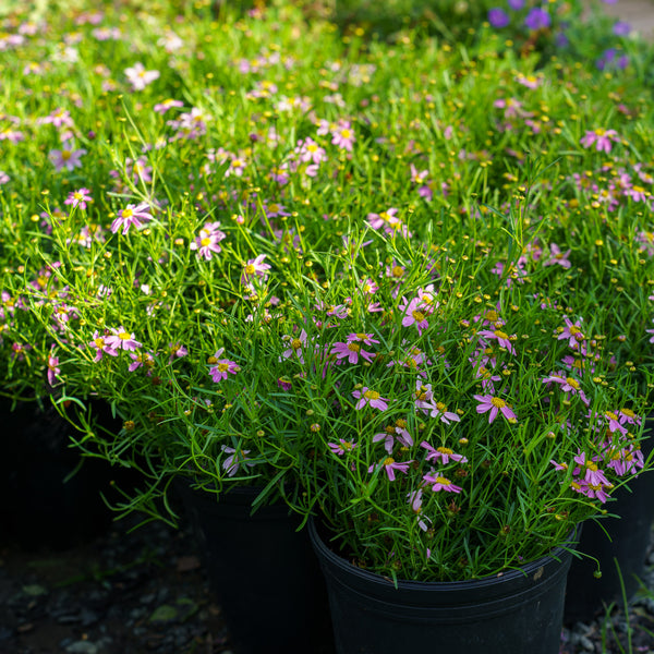 American Dream Pink Coreopsis