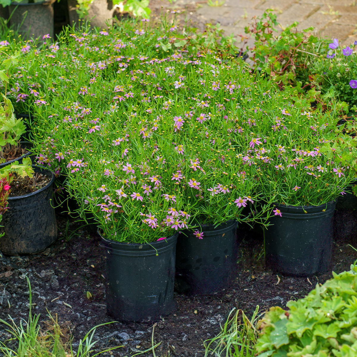 American Dream Pink Coreopsis – Plant Detectives