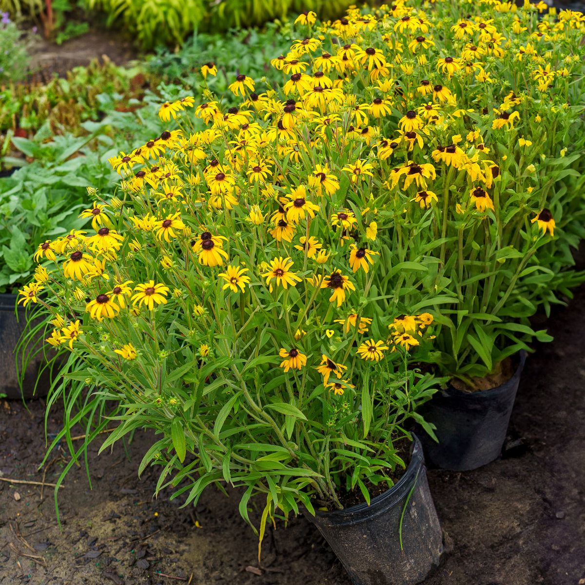 American Gold Rush Black-Eyed Susan – Plant Detectives