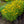 Load image into Gallery viewer, American Gold Rush Black-Eyed Susan