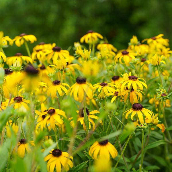 American Gold Rush Black-Eyed Susan