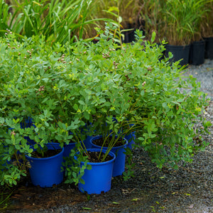 American Goldfinch False Indigo