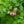Load image into Gallery viewer, American Goldfinch False Indigo